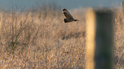 Short Eared Owl in Flight