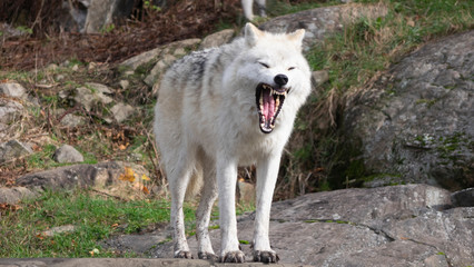 An arctic wolf in the woods