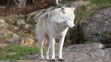 An arctic wolf in the woods