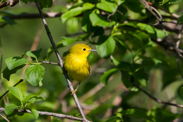Yellow Warbler perched in a buck thorn tree