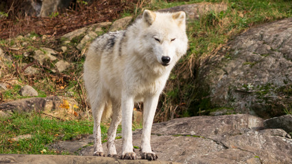 An arctic wolf in the woods