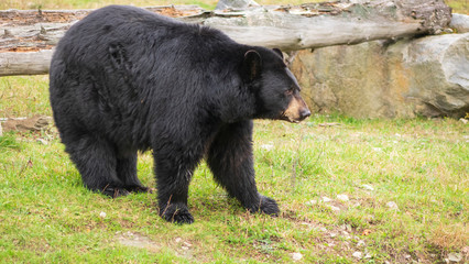 Fototapeta na wymiar A large black bear