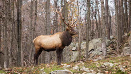 A large elk in the woods