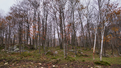 A forest on a sunny day