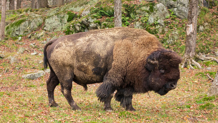 A large bison