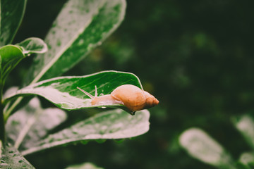 snail on leaf
