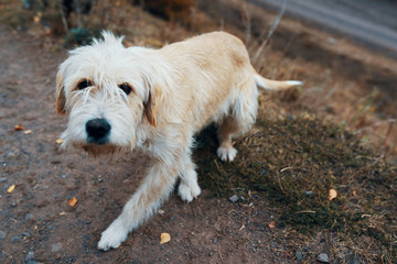 Lost dog. Wayward hound is looking for its owner.