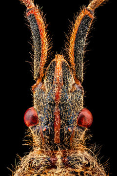Extreme macro - Dorsal view of a Western Conifer Seed Bug (Leptoglossus occidentalis) magnified through a x4 microscope. The width of the frame is 3.7mm.