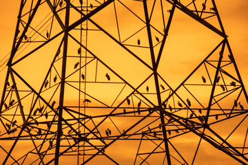 Silhouette Flock of birds On high voltage electricity poles