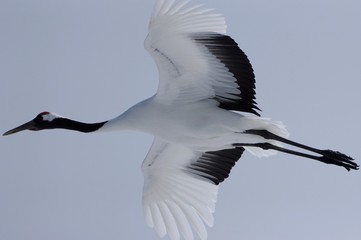 Beauty, soaring Japanese crane, Hokkaido in Japan　タンチョウ北海道