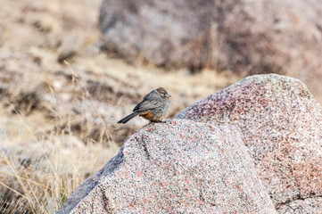 Canon Towhee on a Rock
