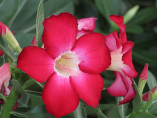 Spring Blossom Red Flower Surrounded by Green Leaves