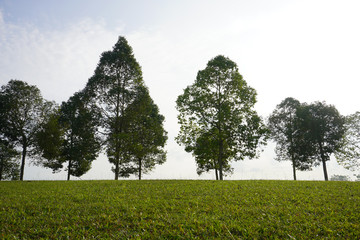 Nature views of green park with at morning.