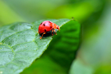 Fototapeta premium Although it is just a leaf, it is an oversized green arch bridge for the ladybug