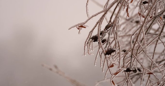 ice covered branches