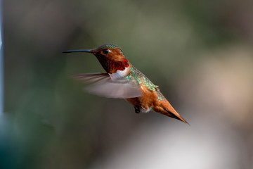 Naklejka premium Beautiful and colorful hummingbirds flying around a feeder
