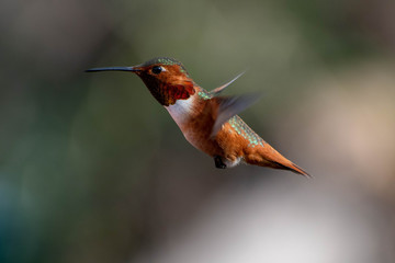 Beautiful and colorful hummingbirds flying around a feeder