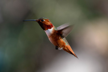 Fototapeta na wymiar Beautiful and colorful hummingbirds flying around a feeder