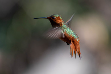 Beautiful and colorful hummingbirds flying around a feeder