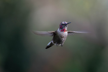 Obraz na płótnie Canvas Beautiful and colorful hummingbirds flying around a feeder