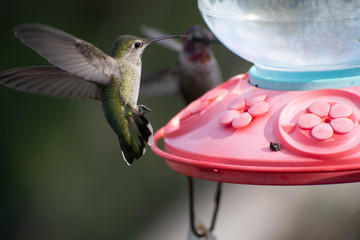 Colorful hummingbirds in flight and feeding during the spring