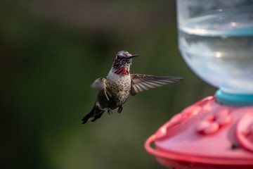 Obraz premium Colorful hummingbirds in flight and feeding during the spring
