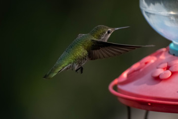 Beautiful and colorful hummingbirds flying around a feeder