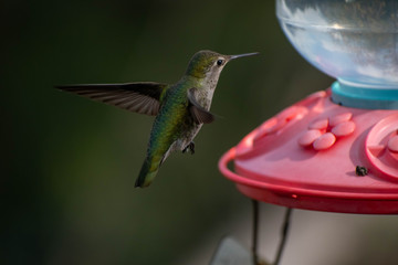Colorful hummingbirds in flight and feeding during the spring