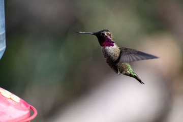 Colorful hummingbird feeding in a garden