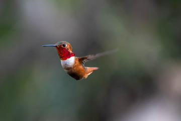 Beautiful and colorful hummingbirds flying around a feeder