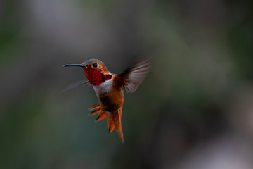 Naklejka premium Beautiful and colorful hummingbirds flying around a feeder