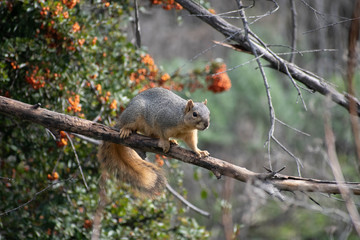 A squirrel climbing on a branch in a forest