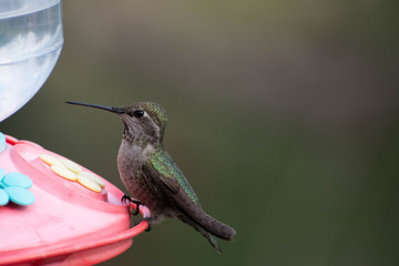 Beautiful and colorful hummingbirds flying around a feeder