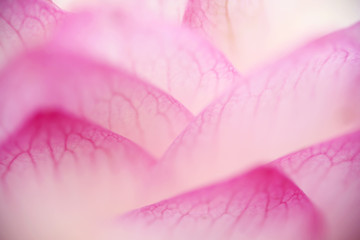 Light pink lotus petals with natural texture