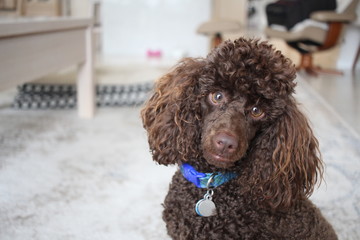 poodle in front of white background