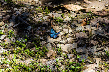 Blue Butterfly on Rocks
