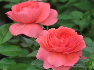 Spring Blossom Rosebud in pink. Blooming flower
