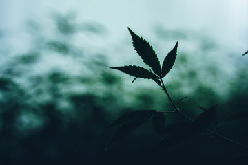 Fototapeta premium Marijuana cultivation Cannabis
