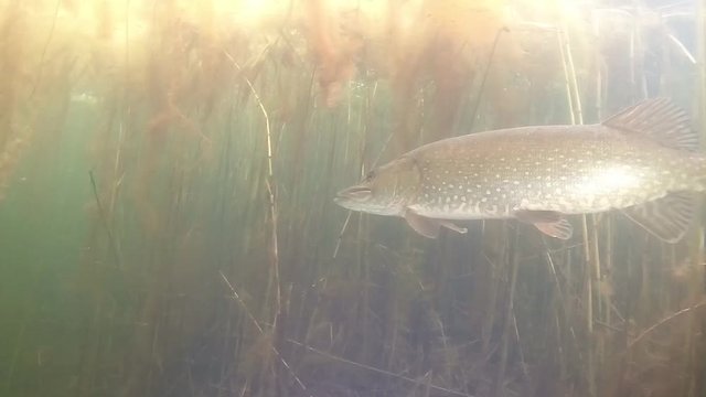 Large female pike , esox lucius in a lake in the uk searching for prey