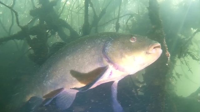 Tench in a lake under a sunken tree swimming around