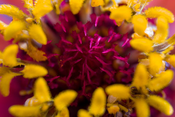 Close up of purple Zinnia flower, selective focus, detail.