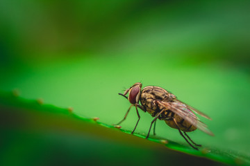 Close up of house fly insect on green leaf, Blurred background and selective focus