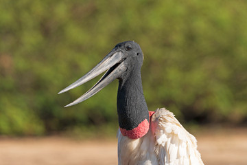 Obraz premium Close view of the open mouth of a Jabiru