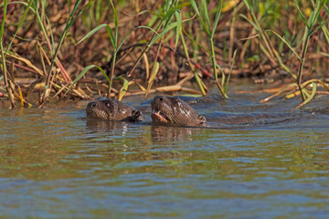 Giant River Otters Swimming in the Cuiba River in the Pantanal Wetlands