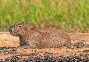 Male Capybara on a River Bank in the Pantanal