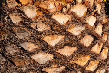 Closeup of the texture in a tropical palm tree.