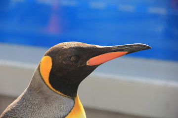 オウサマペンギンの顔