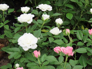 Fototapeta premium Spring Flowers. Several white roses on green leaves. Roses of pink color