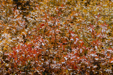 Snow on Huckleberry Bushes