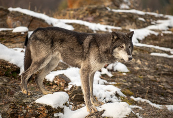 Northern Timber Wolf in the mountains